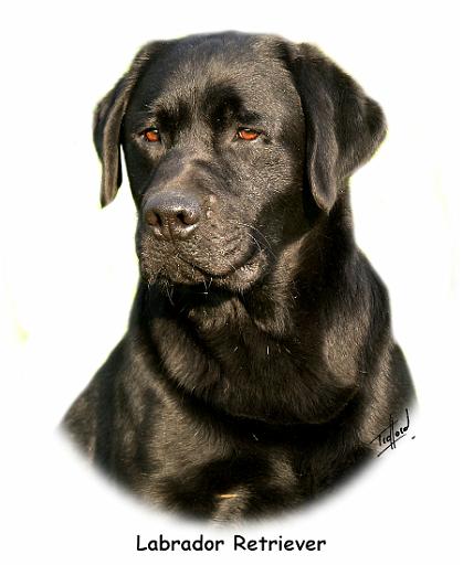 Labrador Retriever 9Y245D-018_2.jpg